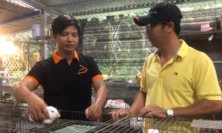 Gác bằng đại học, nuôi thỏ sạch làm giàu 
