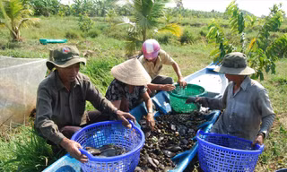Khôi phục nguồn lợi cá đồng ở vùng rừng U Minh 