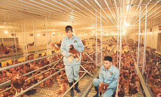 DABACO ra mắt sản phẩm trứng gà nhân đạo Cage-Free 