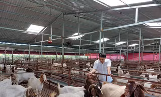Làm giàu từ mô hình liên kết nuôi dê 