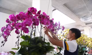 Nghề 'đếm cành thu tiền' dịp Tết 