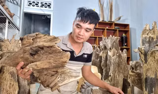Rủi may nghề xoi trầm 