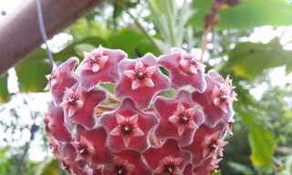 Cây hoa cẩm cù lá tim