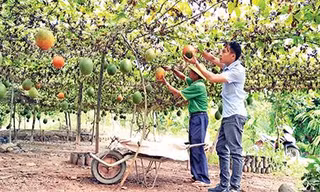 Ông chủ trẻ bén duyên loại quả 'đến từ thiên đường'