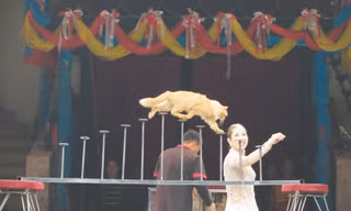 Mèo làm xiếc