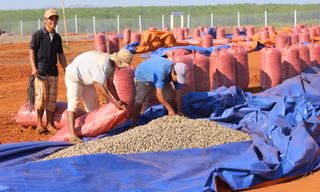  Thu hoạch điều ở Tây Nguyên 