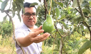 Mang bơ bản địa đi đánh xứ người 