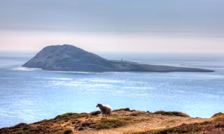 Cơ hội quản lý hòn đảo cô lập xứ Wales 