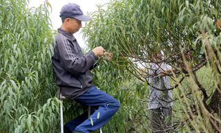 Tuốt lá chuẩn bị vụ hoa đào Tết ở Nhật Tân Ảnh: Nguyễn Trọng Tài 