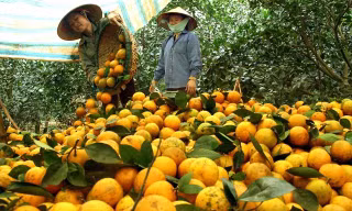 Cam Cao Phong (Hòa Bình) được hỗ trợ tiêu thụ qua sàn điện tử thời gian tới 