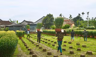 Vựa hoa cúc ở Quảng Ngãi “cháy hàng” trước thềm tết Nguyên đán.