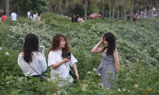 Đà Nẵng chi tiền tỷ trồng cây xanh ở bán đảo Sơn Trà