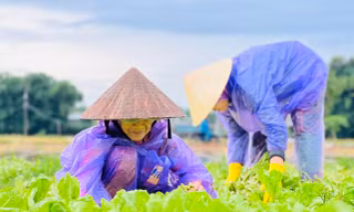 Mưa lớn kéo dài, nông dân Quảng Ngãi dầm mình dưới mưa vớt vát nông sản