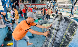 Ngư dân Quảng Ngãi hớn hở cập bờ, mang về trăm tỷ đồng từ mực xà