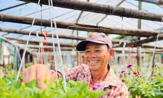 Hoa Tết chưa nở đã được thương lái mua sạch tại vườn