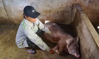 Lợn chết hàng loạt sau khi tiêm vắc xin ở Quảng Ngãi, cơ quan thú y nhận định gì?