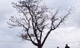 Cây thông 'cô đơn' nổi tiếng trên đèo Hải Vân chết khô