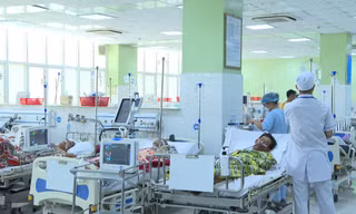 Quảng Ngãi: Hai vợ chồng hôn mê sâu, nguy kịch vì ăn cá nóc