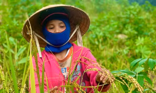 Mùa lên nương tuốt “ngọc trời” ở vùng cao Quảng Ngãi. Ảnh: Nguyễn Ngọc