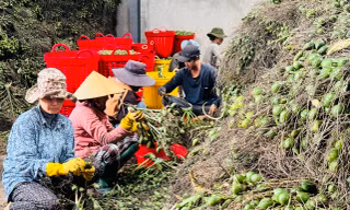Thương lái Trung Quốc 'quay xe', giá cau ở Quảng Ngãi lao dốc