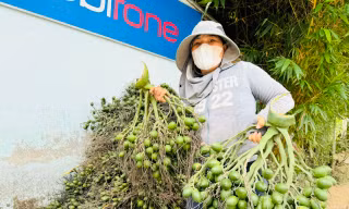Giá cau tươi tăng mạnh, vì sao nông dân 'đứng ngồi không yên'?