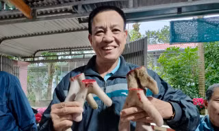 Xem nông dân thu hoạch nhung hươu lấy lộc đầu năm