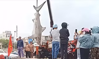 Câu được cá mập nặng 200kg, phải dùng xe cẩu đưa lên bờ