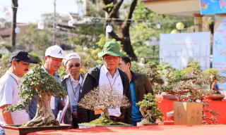 Dàn bonsai độc lạ, giá lên đến 500 triệu đồng ở Quảng Ngãi