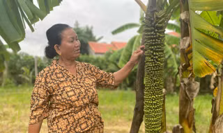 Buồng chuối khủng ở Quảng Ngãi 'đẻ' hơn 100 nải vẫn chưa dừng lại