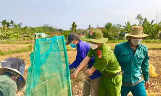 Đội nắng giúp người dân gặt lúa sau thiên tai dị thường