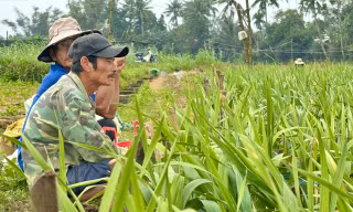 Giáp Tết, hoa chết hàng loạt, nông dân Quảng Ngãi nguy cơ trắng tay