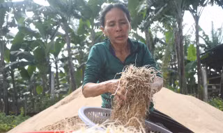 Những người cuối cùng làm giá đỗ thủ công bằng cát sông Trà Khúc