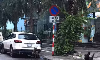 Hai trong số 3 con chó không rọ mõm chạy ngoài đường.