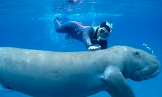 Bò biển 100 kg bị sát hại
