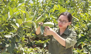Ươm giấc mơ xanh từ lá ổi quê nhà