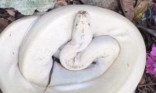 Cận cảnh 'quái vật' trắng muốt nặng 10kg, dài hơn 3m ở Ninh Bình