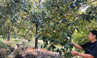 Một loại quả ngon đất Bình Dương được mùa được giá, nhà nào hái bán là trúng lớn