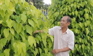 Loại cây gì mà nông dân Bình Phước trồng bán lá kiếm bộn tiền?