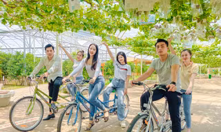 Bạn trẻ thích thú hái nho, chụp ảnh với đàn cừu dịp cuối tuần