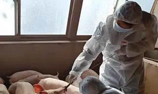Trung Quốc đang nâng cao các biện pháp bảo vệ đàn lợn trước những biện truyền nhiễm nguy hiểm