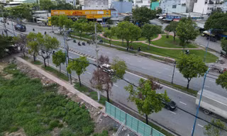 Nguyên nhân hàng loạt cây xanh chết khô ở TPHCM
