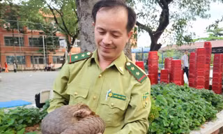 Liên tục phát hiện động vật quý hiếm sau đêm mưa ở TPHCM: Nguyên nhân do đâu?