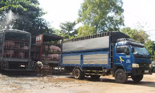Trung Quốc siết chặt kiểm soát nhập khẩu lợn