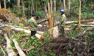 Cây rừng tự nhiên tại lâm phần Công ty lâm nghiệp Đức Hòa bị chặt phá làm nương rẫy.