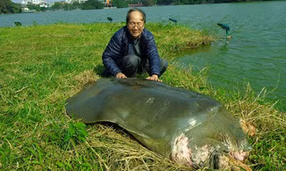 Cụ rùa Hồ Gươm lúc sống. Ảnh: FB Ha Dinh Duc