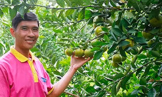  Ông Huy với vườn quýt bán vào siêu thị. Ảnh: Ngọc Huyền