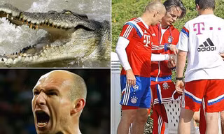 Robben suýt mất bàn tay vì bị cá sấu cắn