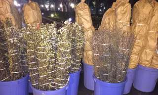 Hoa anh đào được chăm sóc kỹ lưỡng trước giờ khoe sắc bên bờ Hồ. Ảnh: AIC