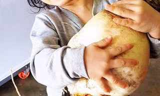 Trồng thành công giống củ cải nặng 5,5 kg