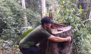 Những cây gỗ lớn bị chặt hạ tại khu vực Huồi Pá Hạ, Khe Oi thuộc khu vực vùng lõi Khu Bảo tồn Quốc gia Pù Huống.